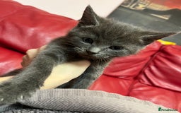 British Shorthair cats for sale: Little and cute kittens ready to go to new home - Image 10