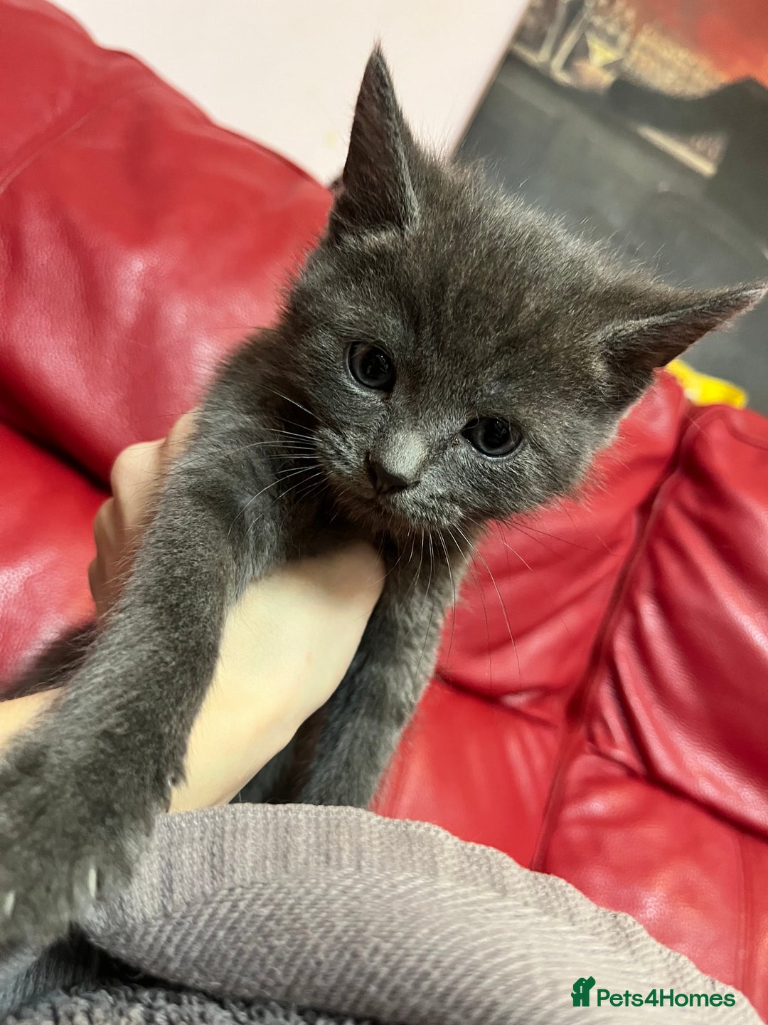 British Shorthair cats for sale: Little and cute kittens ready to go to new home - Image 10