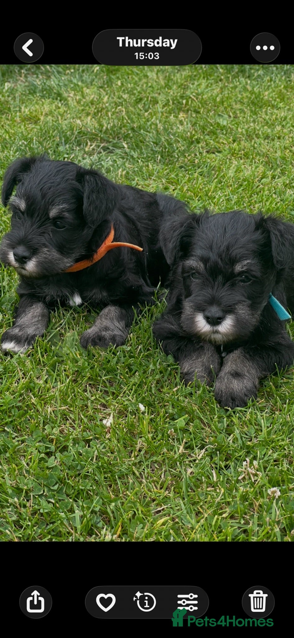 Miniature Schnauzer dogs Stunning miniature schnauzer puppies  - Advert 2