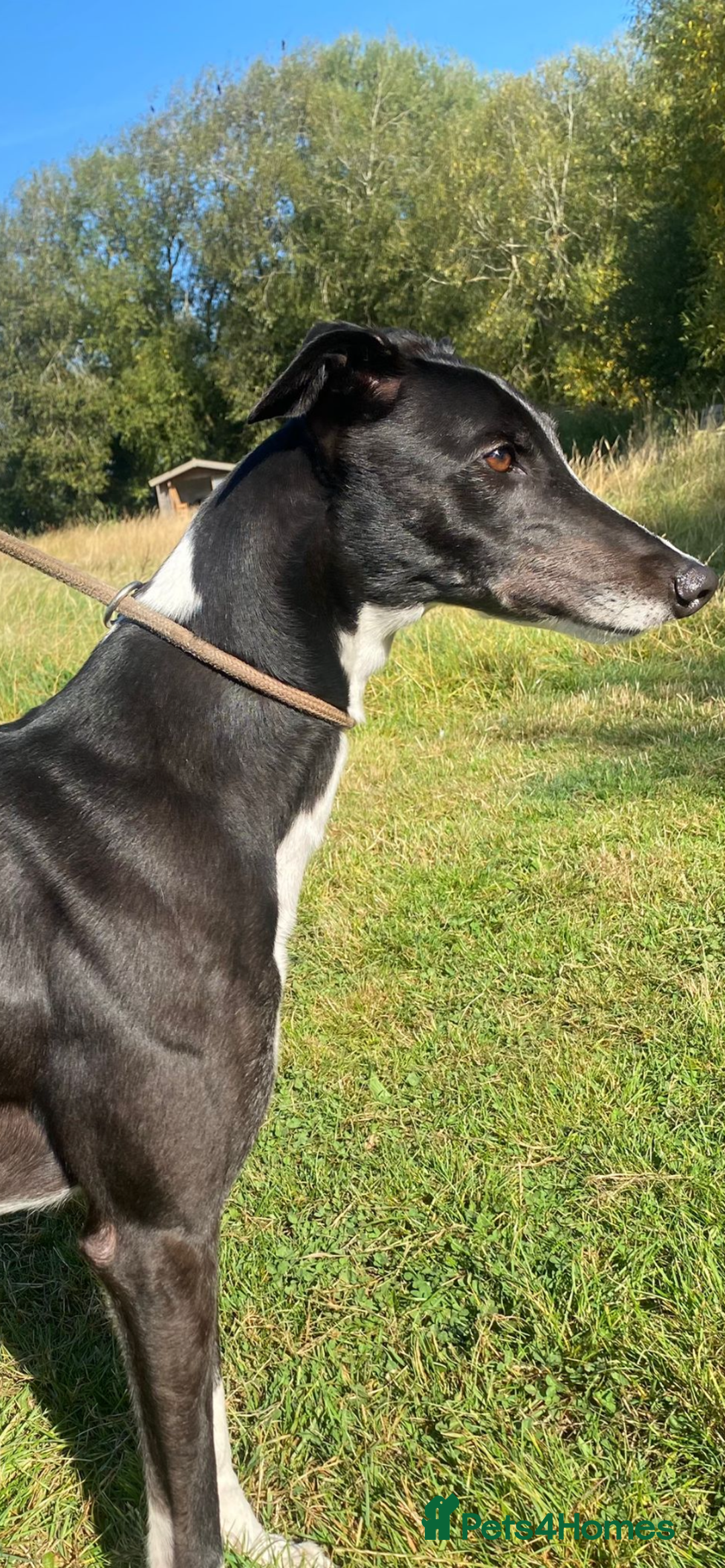 Greyhound dogs for adoption: Greyhounds ready for adoption  in Bridgnorth - Image 3