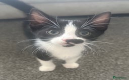Mixed Breed cats for sale: 6 kittens for sale - Image 6