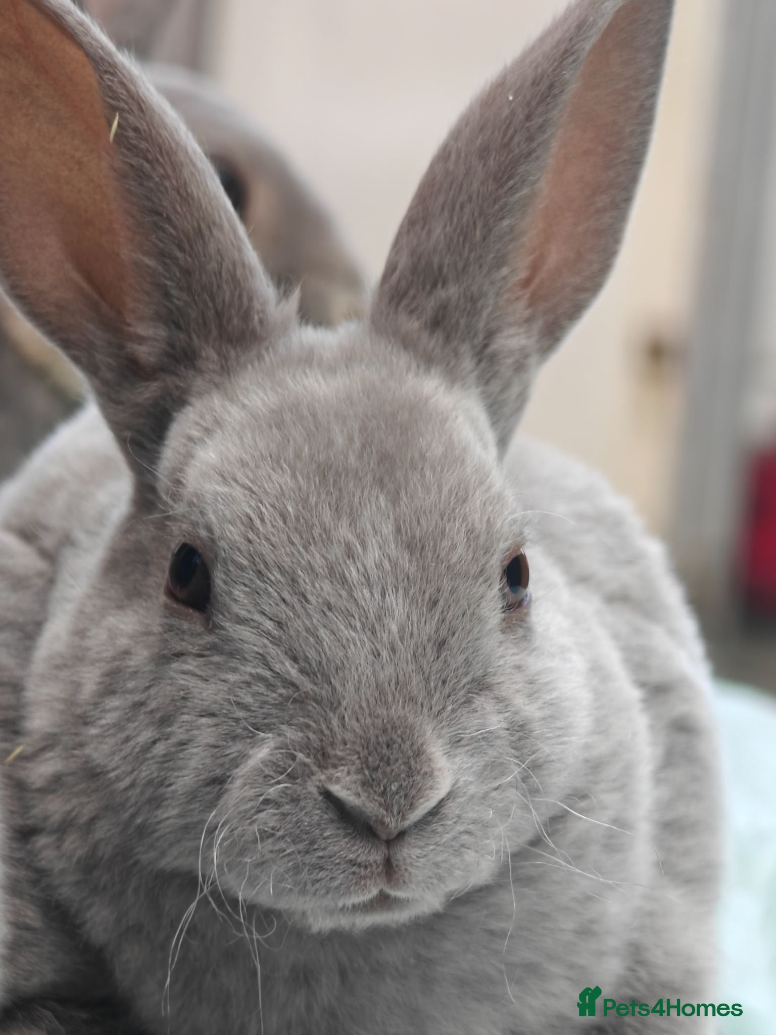 Rex rabbits Mini Rex Rabbits  - Advert 20