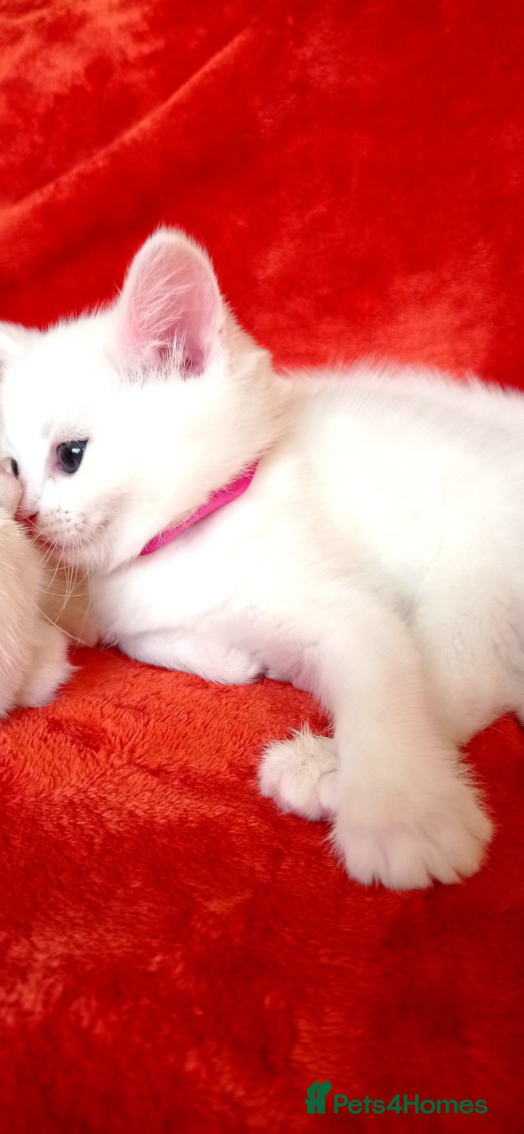 British Shorthair cats for sale: British shorthair Ragdoll mix - Advert 20