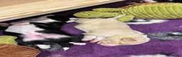 Border Collie dogs for sale: Beautiful Border Collie Puppies-KC Registered - Advert 9