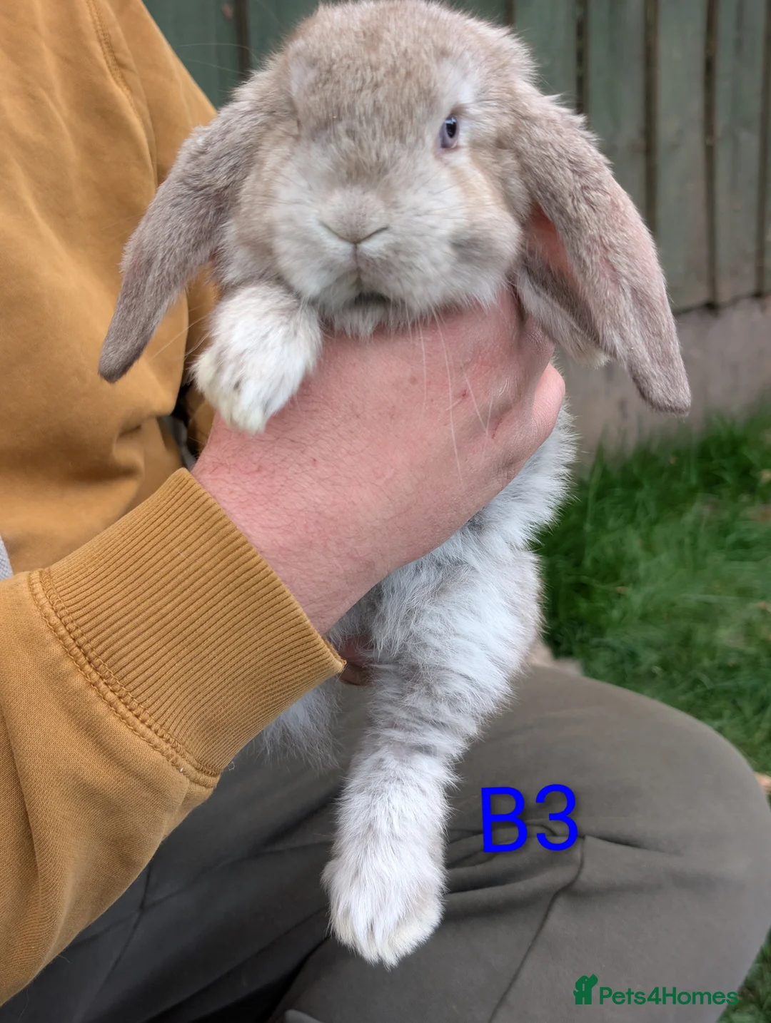 French Lop rabbits for sale: Beautiful French lops  - Advert 13
