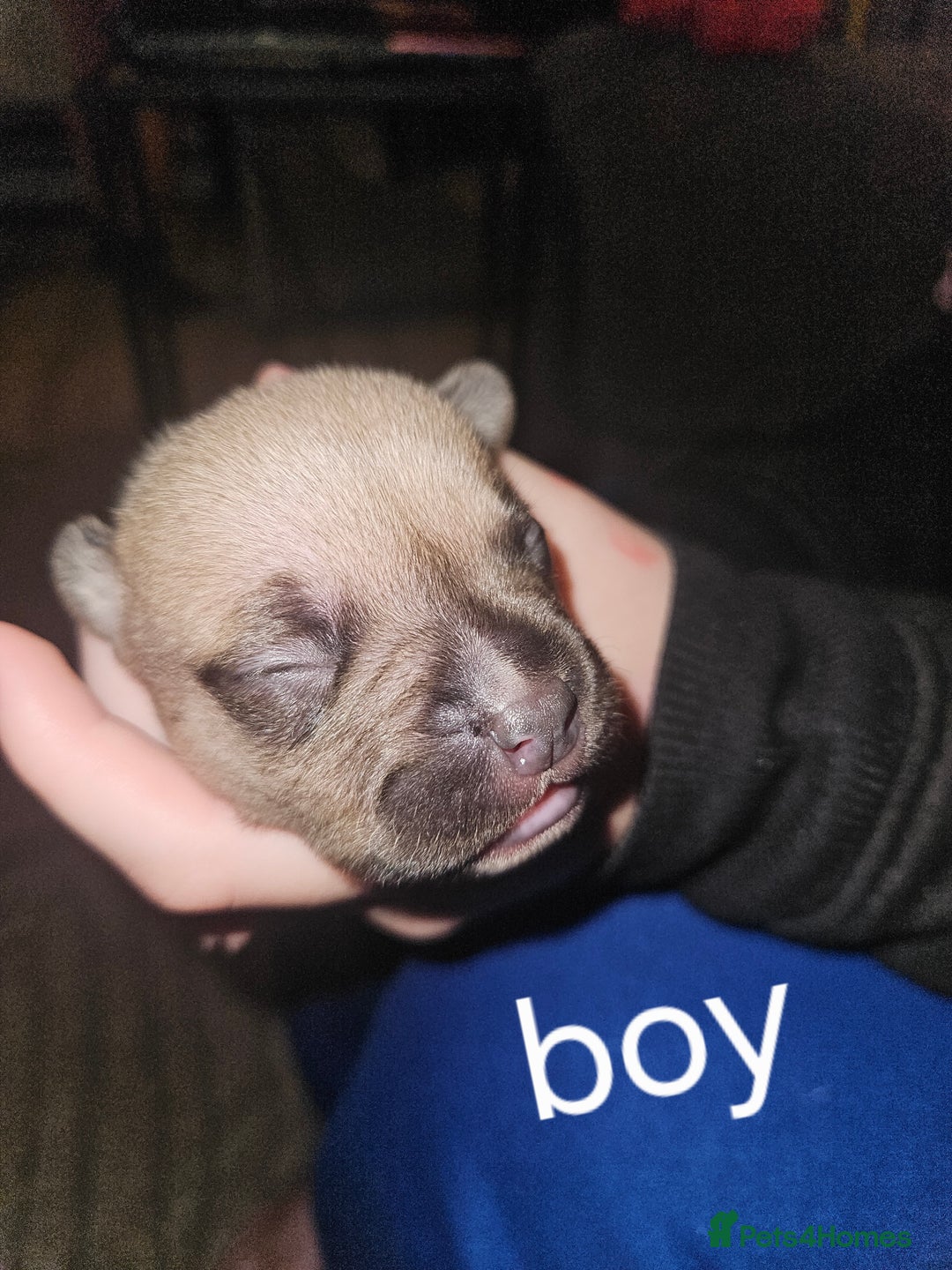 American Bully dogs for sale: Pocket bully - Image 2