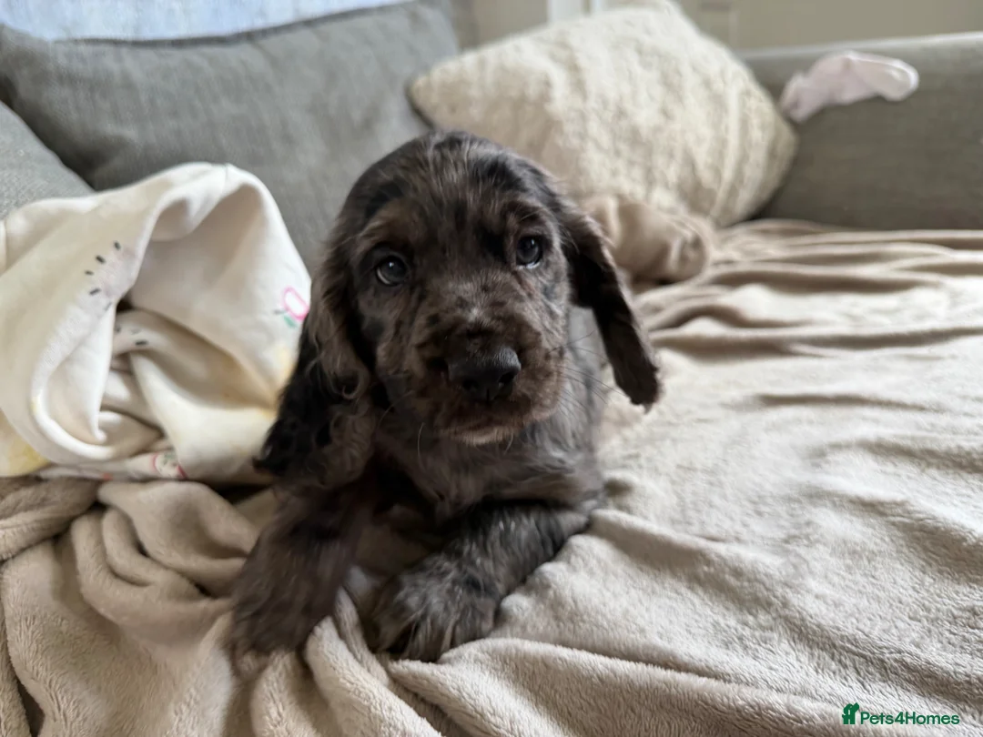 Cocker Spaniel dogs for sale: Cocker spaniels  - Advert 1