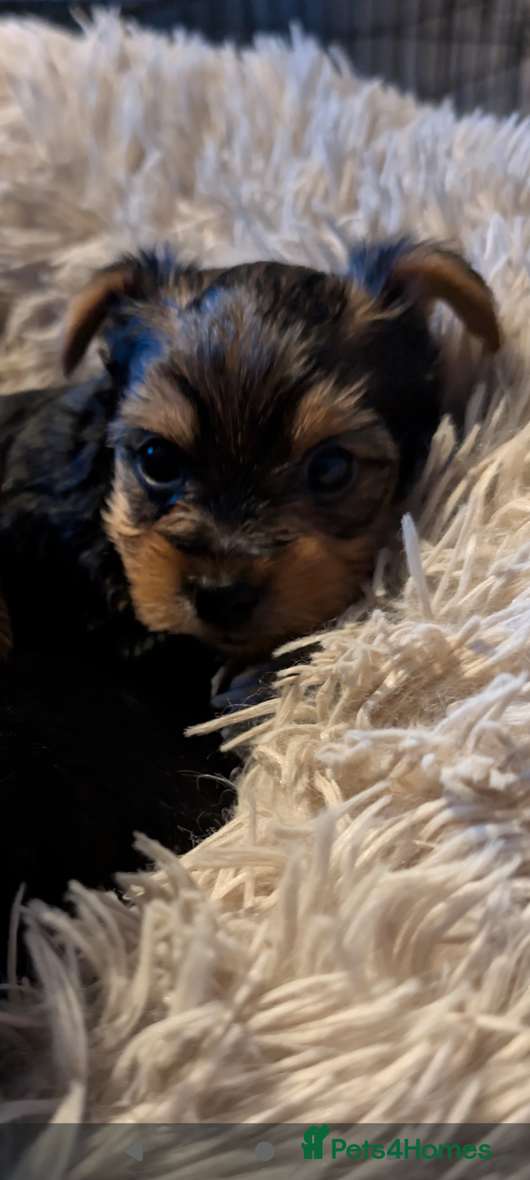 Yorkshire Terrier dogs for sale: 5 Yorkshire terriers pupies - Advert 6