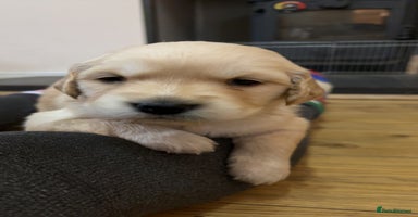 Golden Retriever dogs 6 beautiful golden retriever puppies for sale - Advert 6