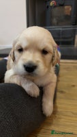 Golden Retriever dogs 6 beautiful golden retriever puppies for sale - Advert 3