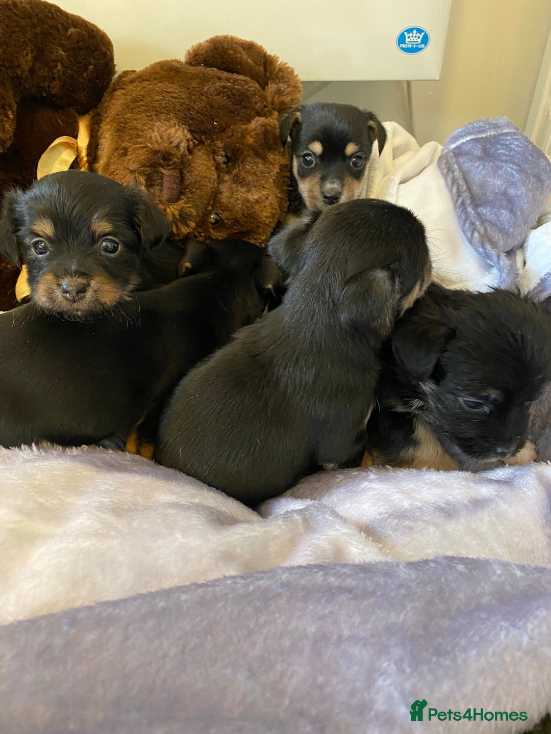 Jack Russell dogs for sale: Beautiful jacket Russell puppies for sale  - Advert 3