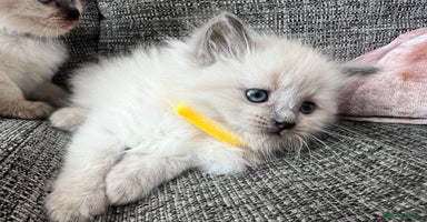 Siberian cats - Advert 4