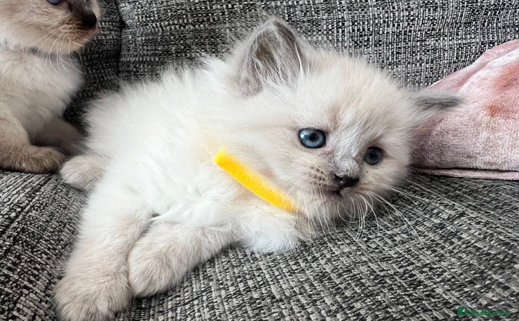Siberian cats - Advert 4