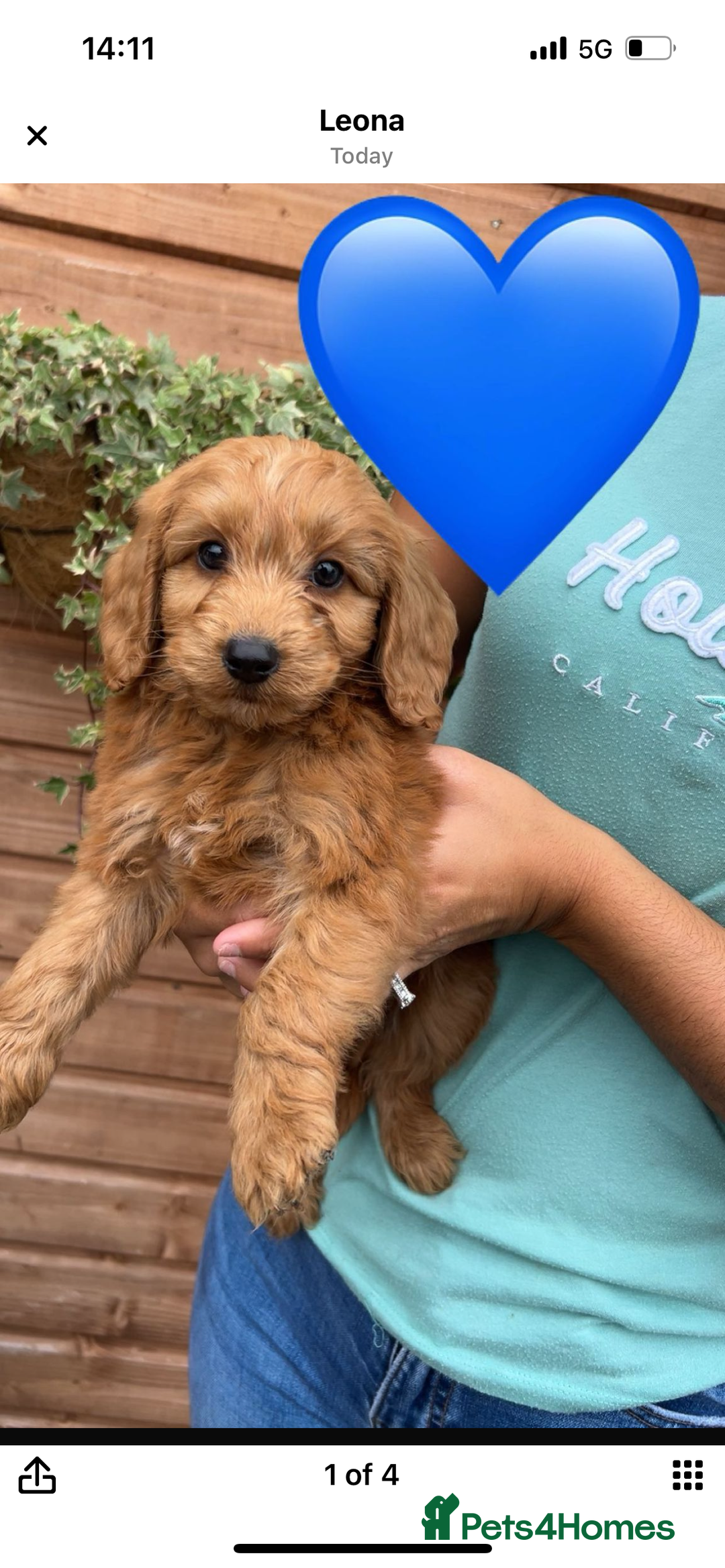 Cockapoo dogs for sale: Cockapoo puppies  - Image 10