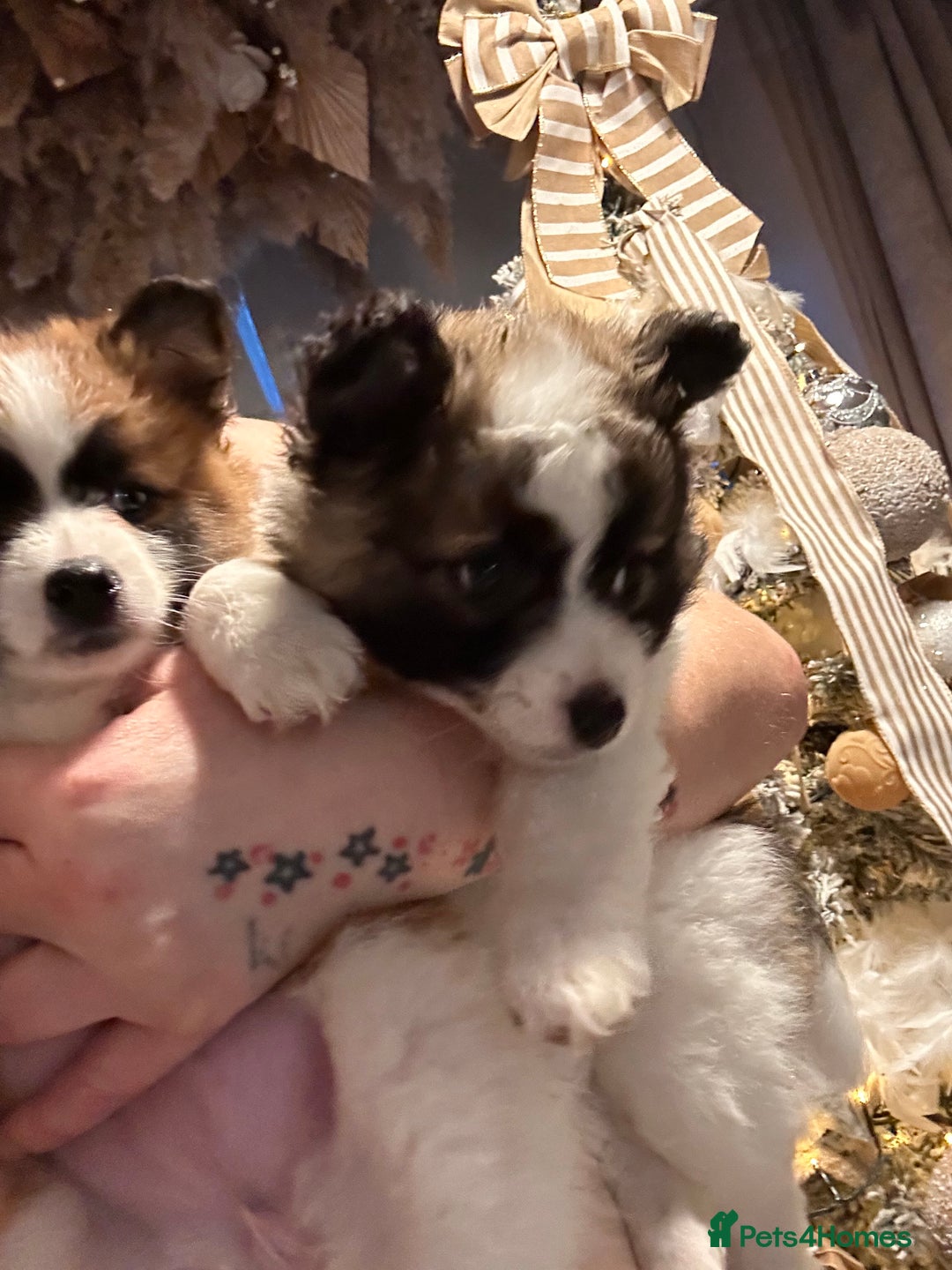 Mixed Breed dogs for sale: German spitz cross - Advert 16