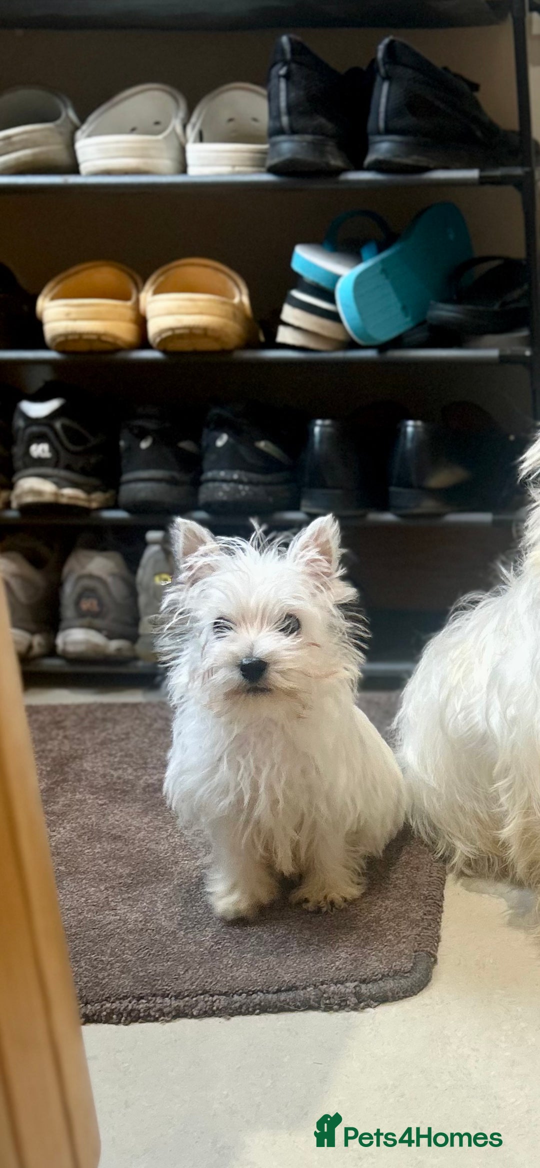 West Highland Terrier dogs for sale: 🐾💙Very Handsome Westie Boy Ready Now 💙🐾 - Advert 19