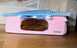Toy Poodle dogs for sale: Asian micro poodle Boy - Image 4