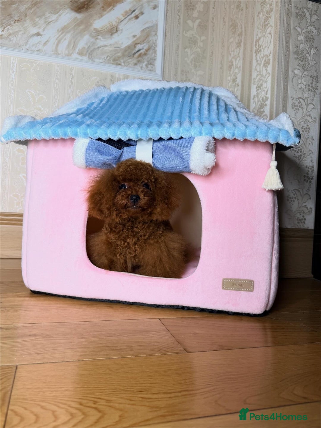 Toy Poodle dogs for sale: Asian micro poodle Boy - Image 4