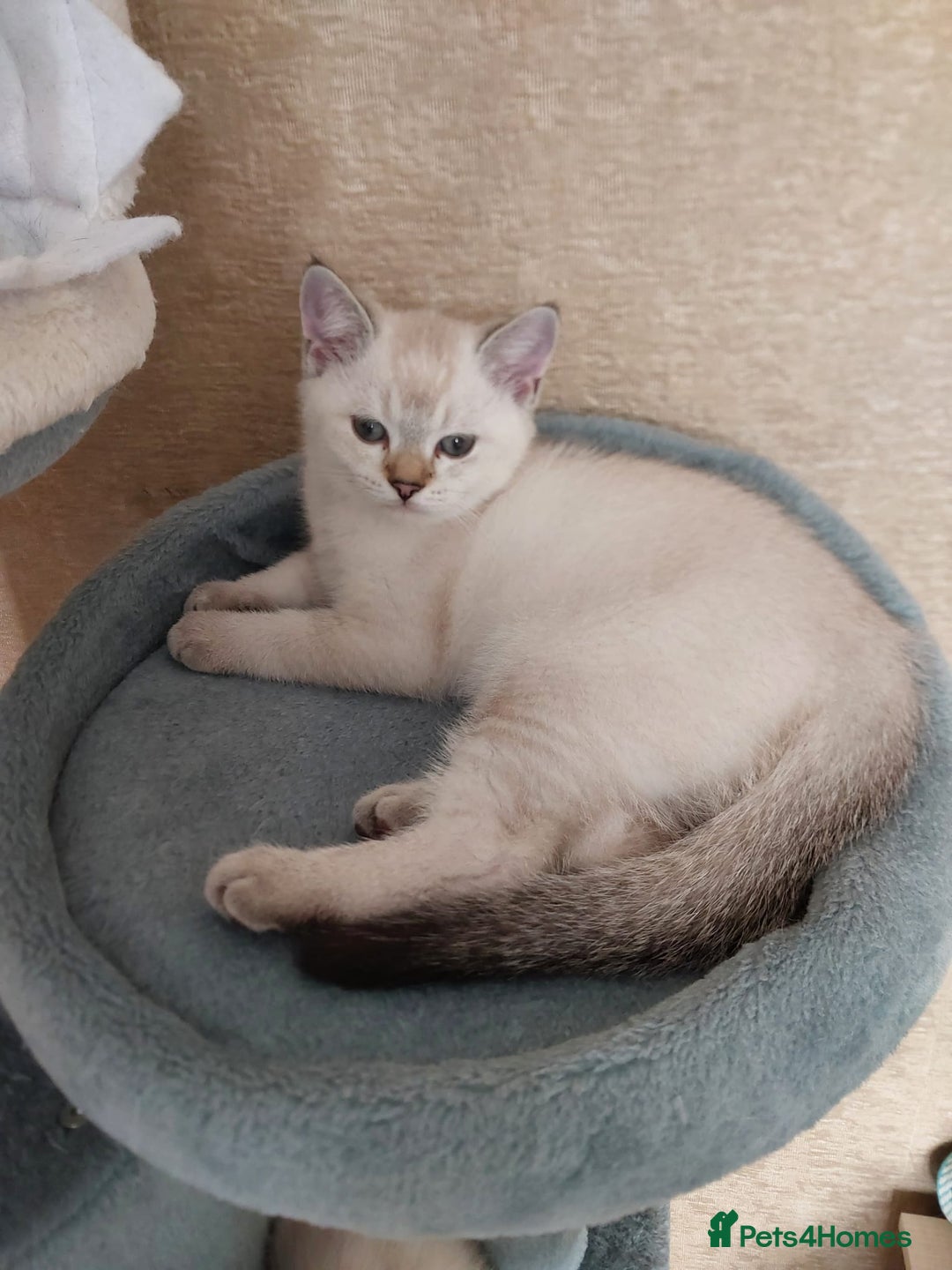 Scottish Fold cats for sale: 😻SF pedigree TICA 😸 READY TO LEAVE😸 - Image 32