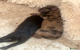 Pomeranian dogs for sale: RUSSIAN 🇷🇺 BLOODLINE MICRO / XXS BLACK POM GIRL  - Image 4