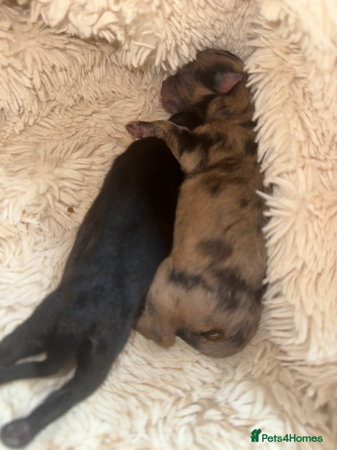 Pomeranian dogs for sale: RUSSIAN 🇷🇺 BLOODLINE MICRO / XXS BLACK POM GIRL  - Image 4
