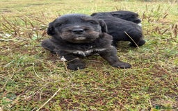 Mixed Breed dogs for sale: Bernese X Golden Retriever Puppies - Image 1