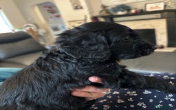 Cockapoo dogs for sale: F2 cockapoo puppies - Image 18