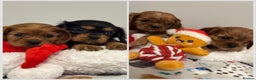 Cavalier King Charles Spaniel dogs for sale: Cavalier King Charles Spaniel Pups KC Reg - Advert 2