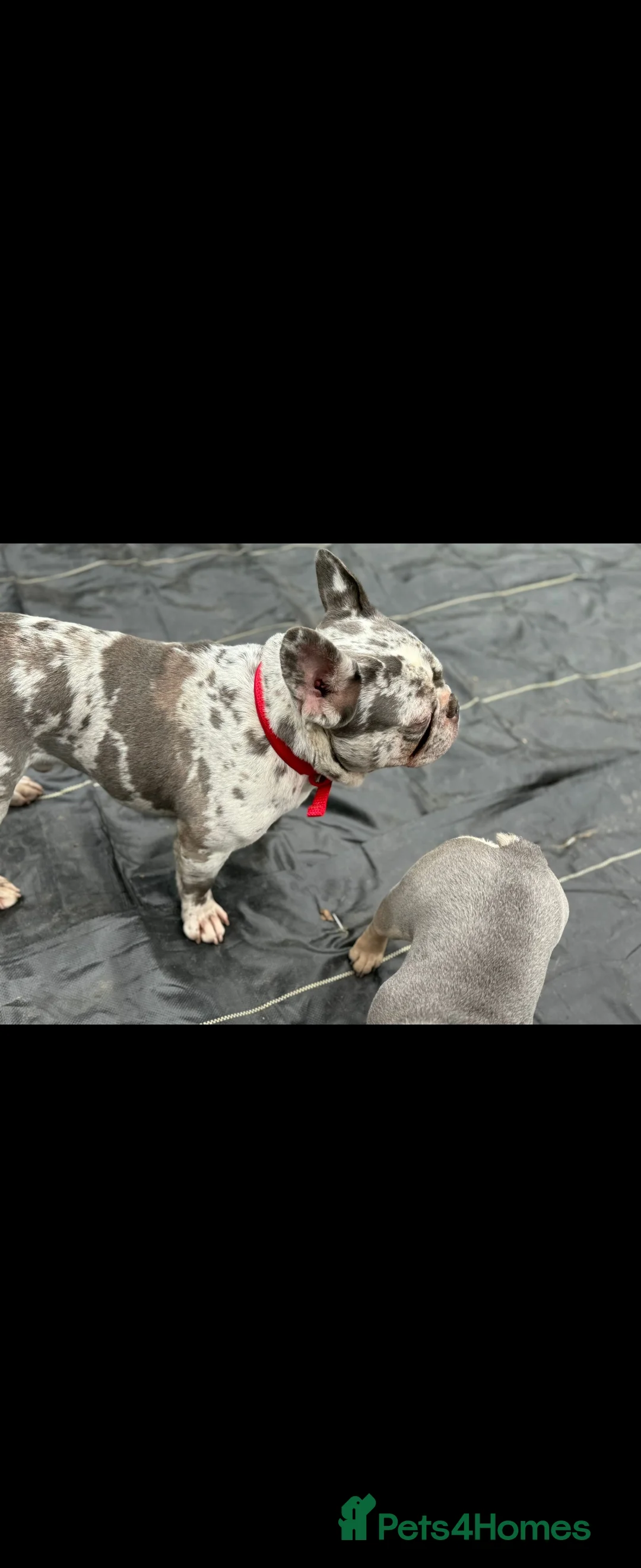 French Bulldog dogs for sale: French Bulldog for sale - Advert 6