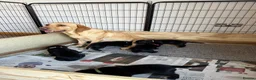 Labrador Retriever dogs for sale: Black KC working Labrador puppies in Shrewsbury - Advert 3