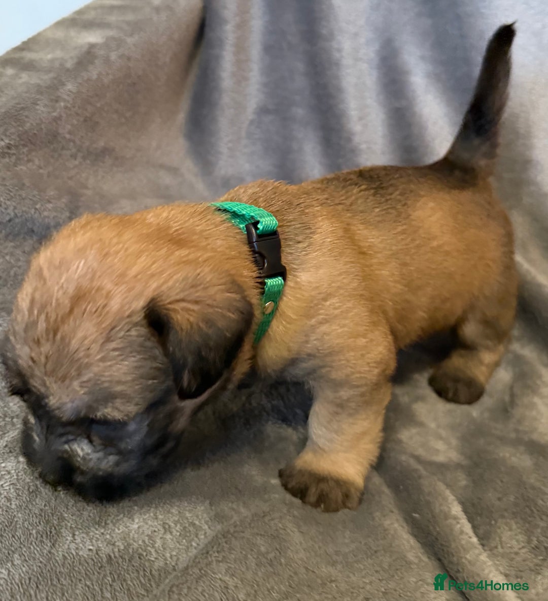Glen of Imaal Terrier dogs for sale: Glen of Imaal terrier puppies - Advert 35