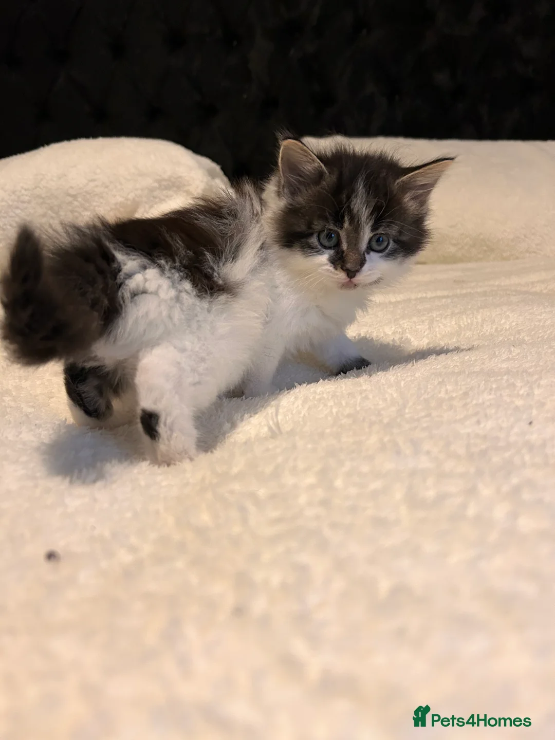 Mixed Breed cats for sale: Gorgeous kittens ❤️ - Advert 3