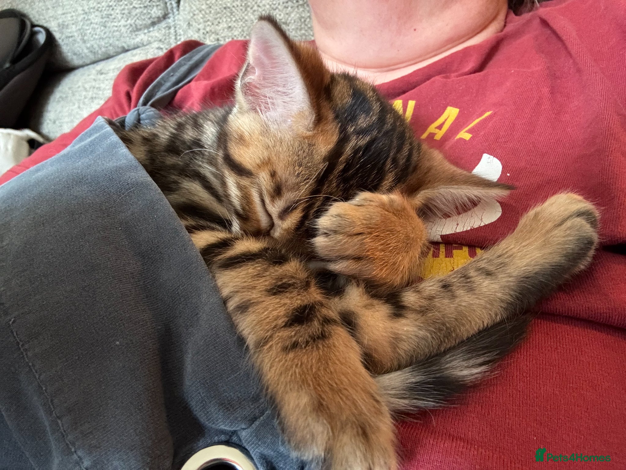 Bengal cats for sale: Little Bengal girl in Liskeard - Advert 8