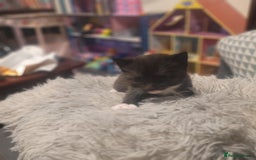 British Shorthair cats for sale: Beautiful kittens for sale - Image 7