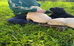 Labrador Retriever dogs for sale: KC health tested Labrador Pups  - Image 36