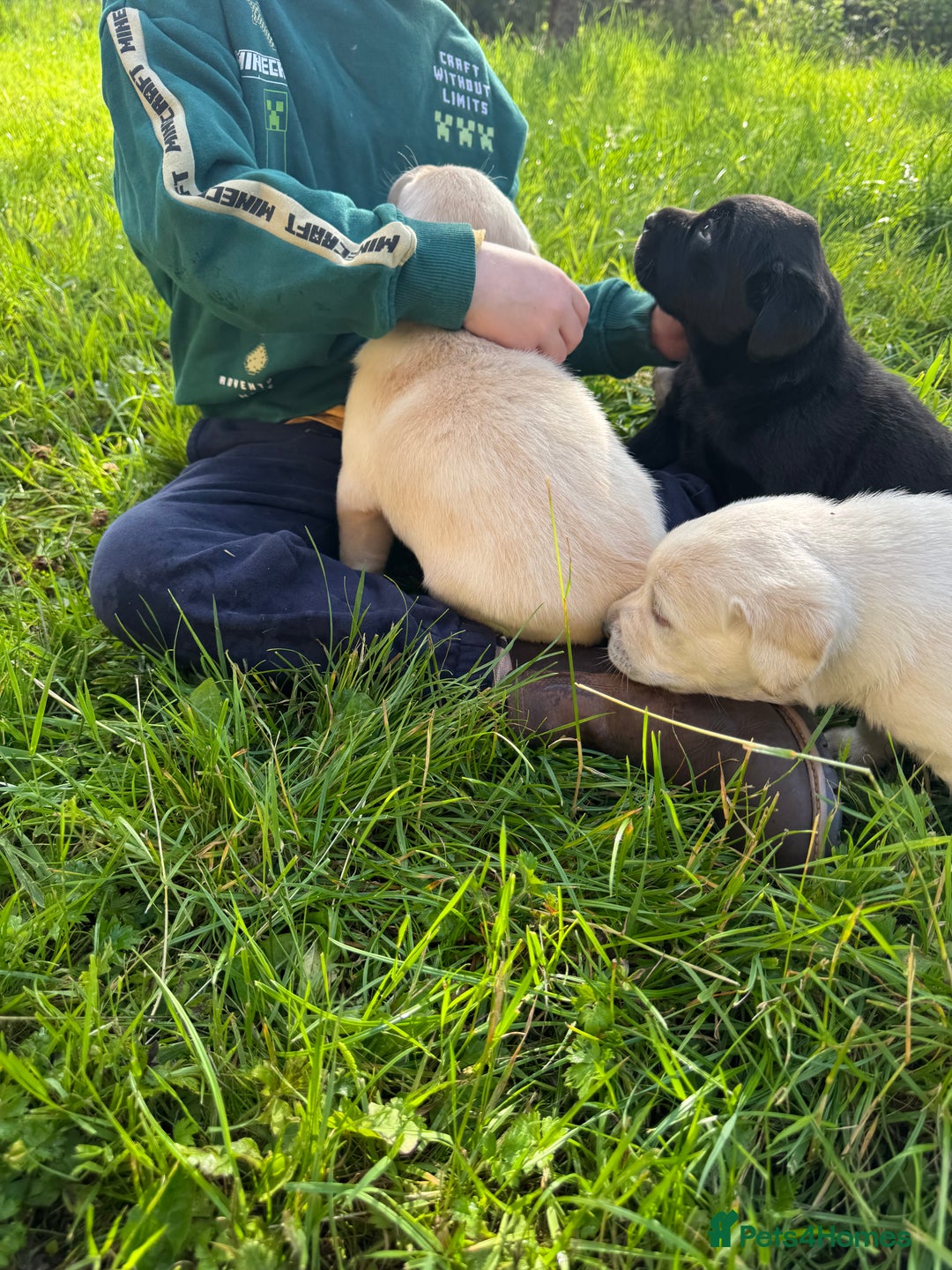 Labrador Retriever dogs for sale: KC health tested Labrador Pups  - Image 36