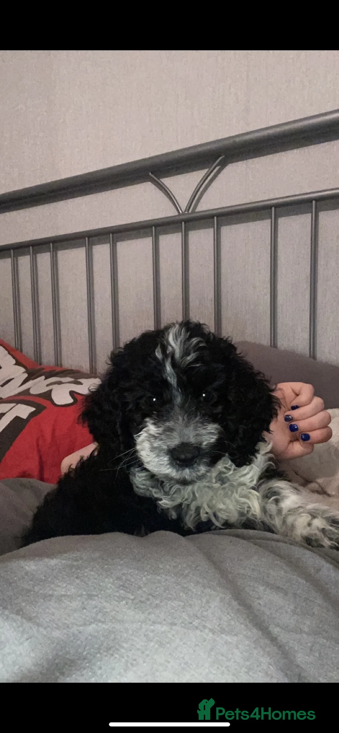 Cockapoo dogs for sale: Mack  in Workington - Advert 7