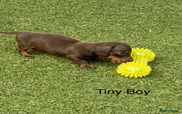 Miniature Dachshund dogs for sale: 🥰🐶 Miniature KC Dachshund puppies 🐶🥰 PRA Clear - Image 2