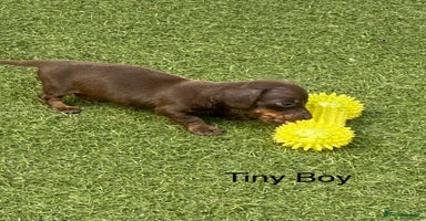 Miniature Dachshund dogs - Advert 6