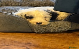 Sealyham Terrier dogs for sale: Stunning KC Litter Of Sealyham Terriers - Image 3