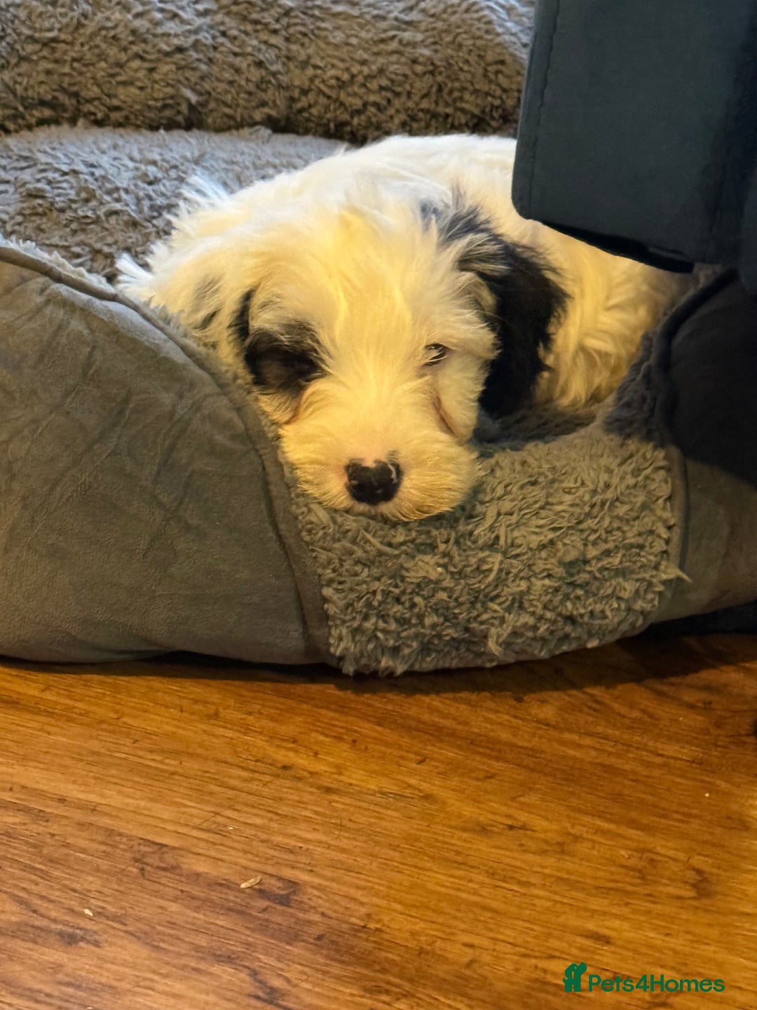 Sealyham Terrier dogs for sale: Stunning KC Litter Of Sealyham Terriers - Image 3