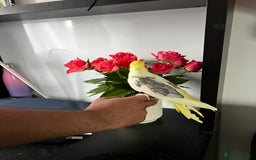 Cockatiels birds for sale: Tame cockatiels for New Home - Image 3