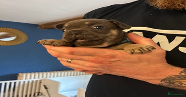 French Bulldog dogs - Advert 4