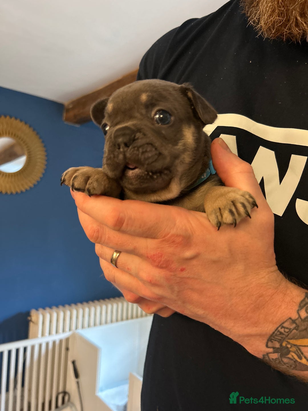 French Bulldog dogs for sale: ✨ REDUCED! STUNNING FRENCHIES LILAC TAN PIED 😍 - Image 3