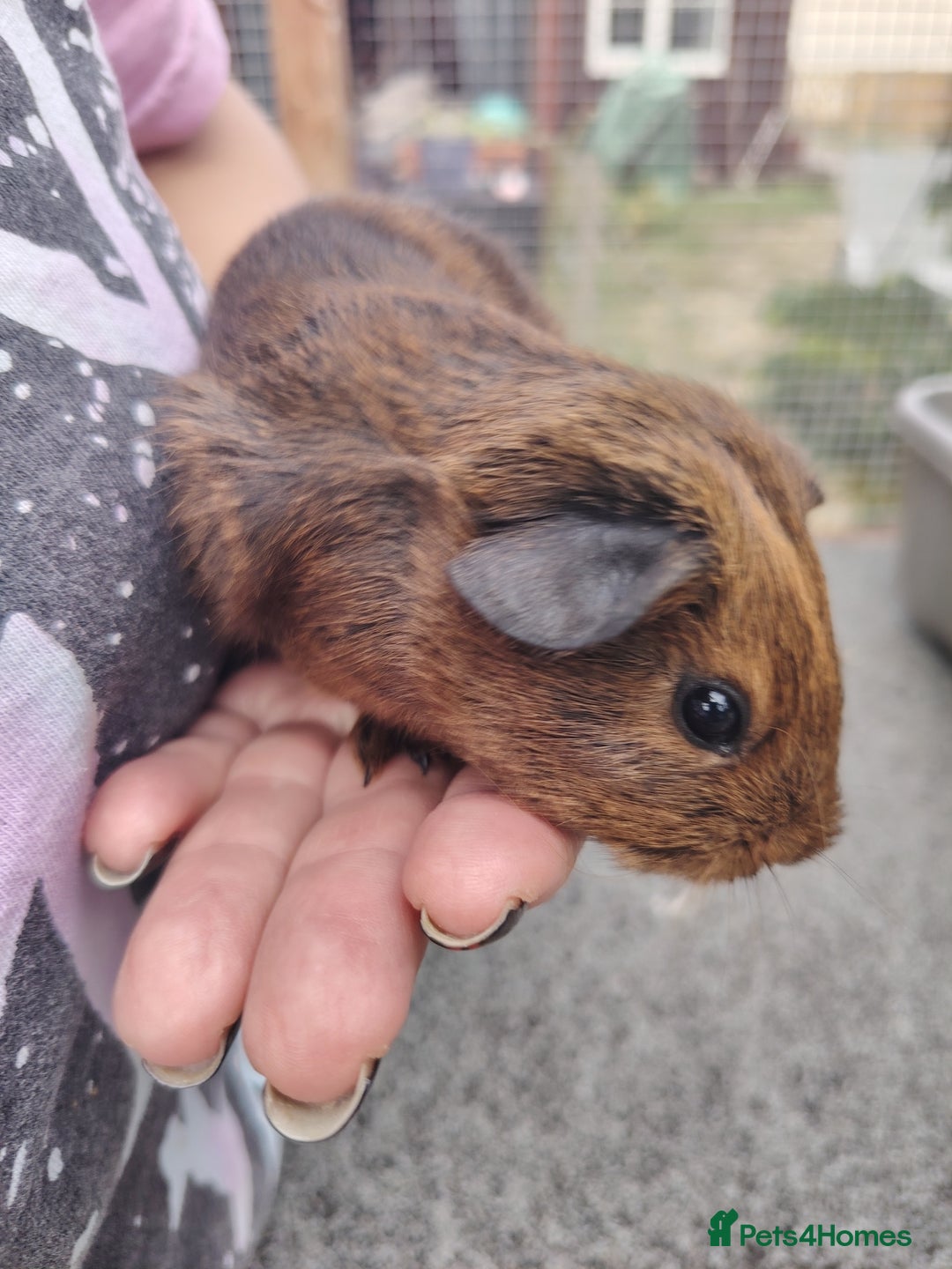 Guinea Pig rodents for sale: Baby boy pigs - Image 2