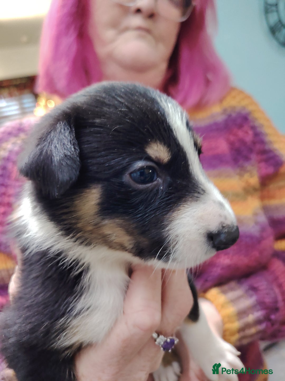 Border Collie dogs for sale: Border collie and blue merle  - Advert 6