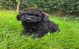 Toy Poodle dogs for sale: *READY NOW* Stunning KC TINY toy poodle puppies - Image 7