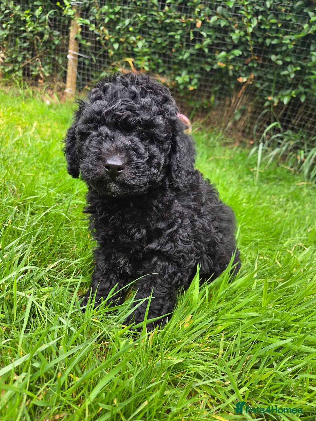 Toy Poodle dogs for sale: *READY NOW* Stunning KC TINY toy poodle puppies - Image 7