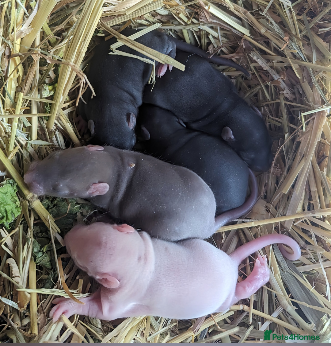 Rat rodents for sale: Fancy,Dumbo,Siamese & Rex ( NEW LITTERS AVAILABLE) - Image 16