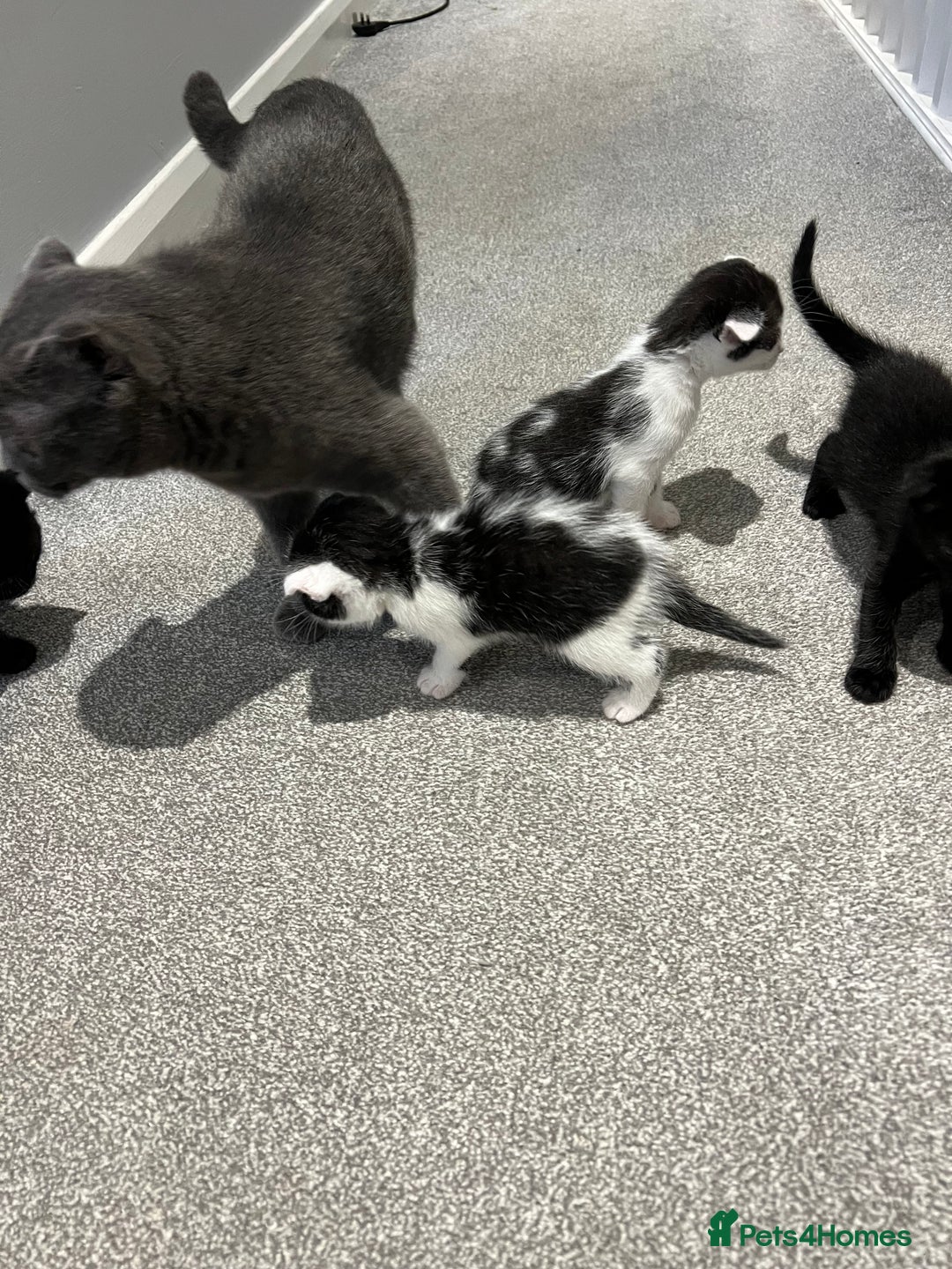 Scottish Fold cats for sale: Scottish fold  - Image 10